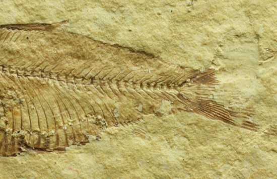 骨格が見事に保存された、アメリカワイオミング州産、ニシン科の魚化石ゴシウテクティス（その4）