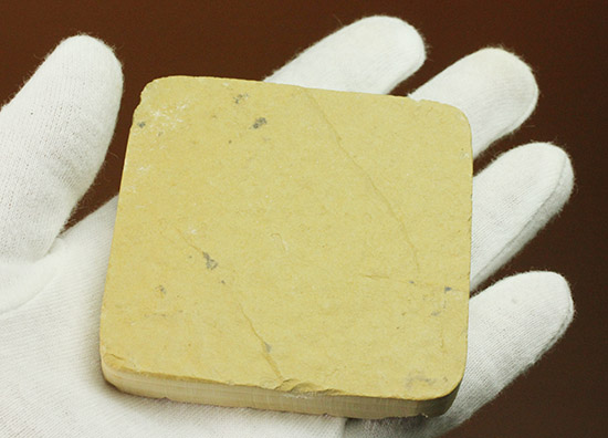 骨格が見事に保存された、アメリカワイオミング州産、ニシン科の魚化石ゴシウテクティス（その6）