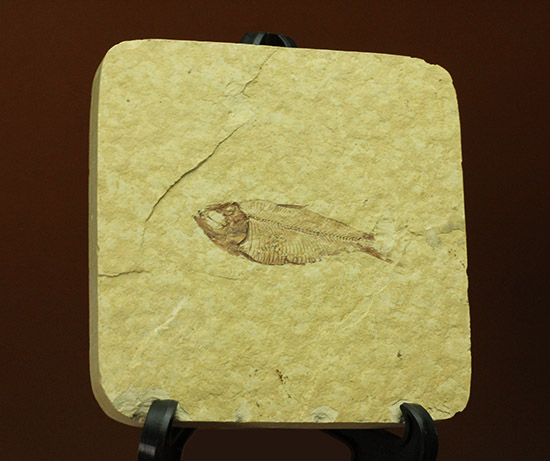 骨格が見事に保存された、アメリカワイオミング州産、ニシン科の魚化石ゴシウテクティス（その8）