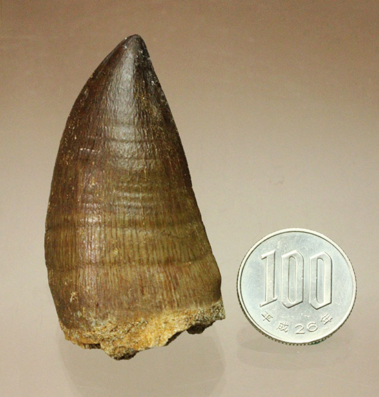 モササウルス　プログナソドン　特大　巨大 新着アイテム まるで化石の発掘現場！史上最強のモササウルス