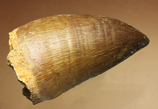 モササウルス超大型種プログナソドン歯化石美麗超特大約 71 mm