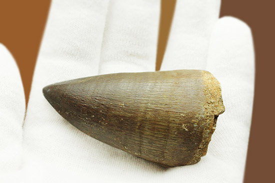 綺麗！デカイ！最強のモササウルス、プログナソドンと思しき極太