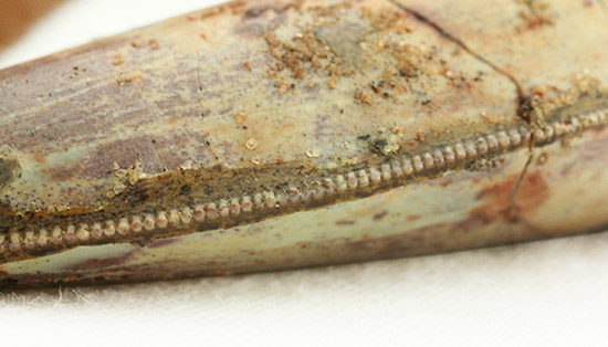 両刃ともに美しいセレーションが続く!素晴らしいフォルム。カルカロドントサウルスの歯化石。(その11)
