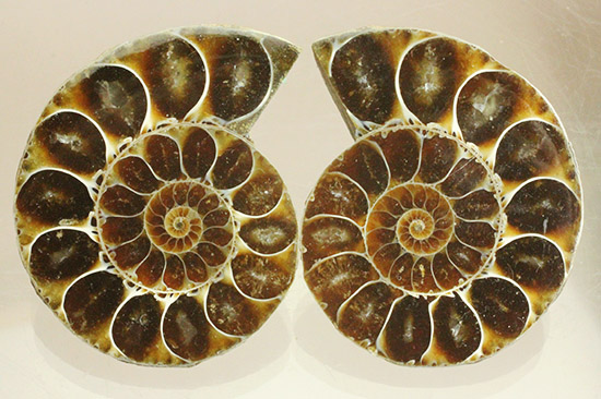 マダガスカルマハジャンガ州産。螺旋曲線の美しさが際立つ、アンモナイトペア化石（その1）