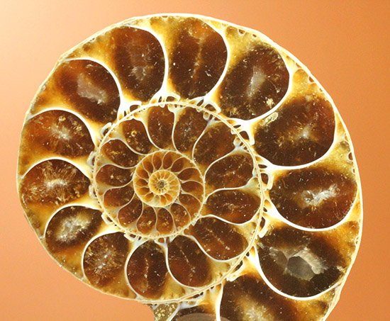 マダガスカルマハジャンガ州産。螺旋曲線の美しさが際立つ、アンモナイトペア化石（その17）