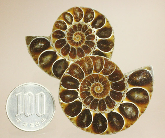 マダガスカルマハジャンガ州産。螺旋曲線の美しさが際立つ、アンモナイトペア化石（その19）