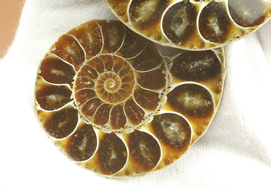 マダガスカルマハジャンガ州産。螺旋曲線の美しさが際立つ、アンモナイトペア化石（その7）