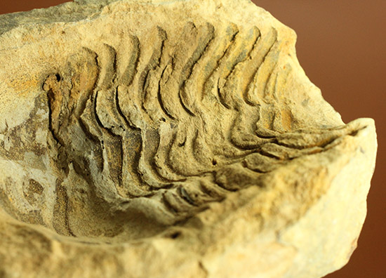 ２つで１セットのお得標本！初期の三葉虫がノジュール化石で見られます。カリメネ種（その10）