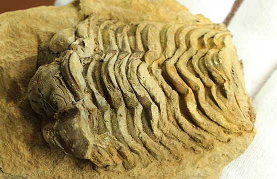 ２つで１セットのお得標本！初期の三葉虫がノジュール化石で見られます。カリメネ種（その4）