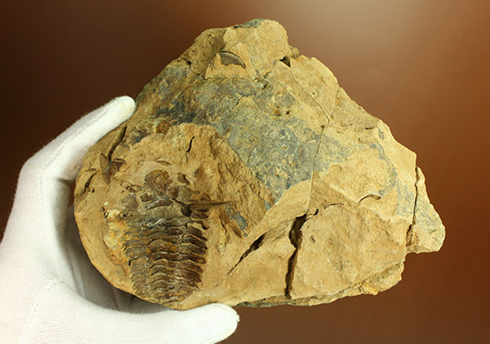 母岩含め１.１キロの重量標本！グロテスクなまでの体節が見られる、カリメネ三葉虫ノジュール標本（その4）