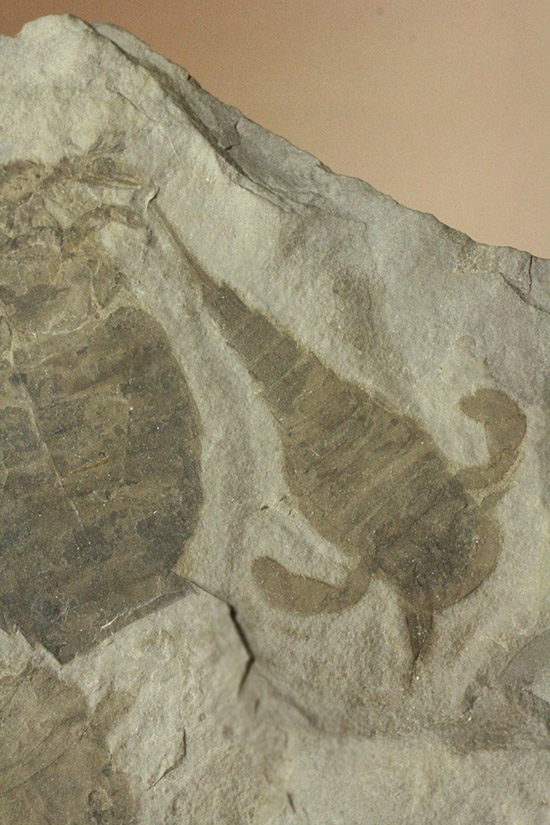 なんと１０体以上！古生代デボン紀を代表するウミサソリ、ユーリプテルスの群生化石。（その10）