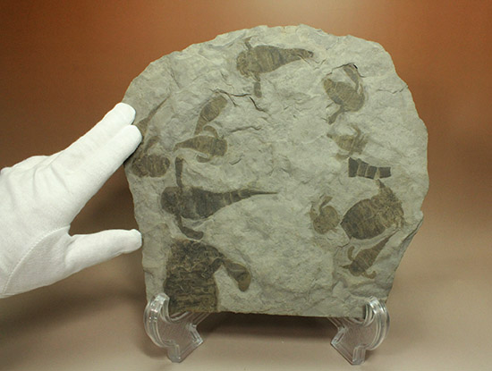 なんと１０体以上！古生代デボン紀を代表するウミサソリ、ユーリプテルスの群生化石。（その13）