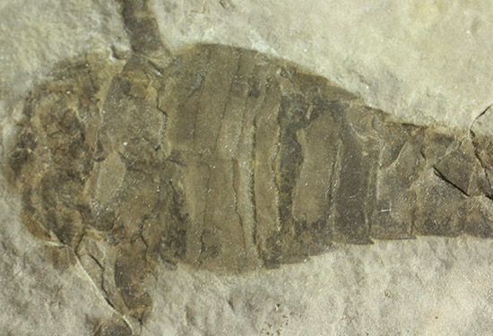 なんと１０体以上！古生代デボン紀を代表するウミサソリ、ユーリプテルスの群生化石。（その14）