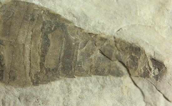 なんと１０体以上！古生代デボン紀を代表するウミサソリ、ユーリプテルスの群生化石。（その15）