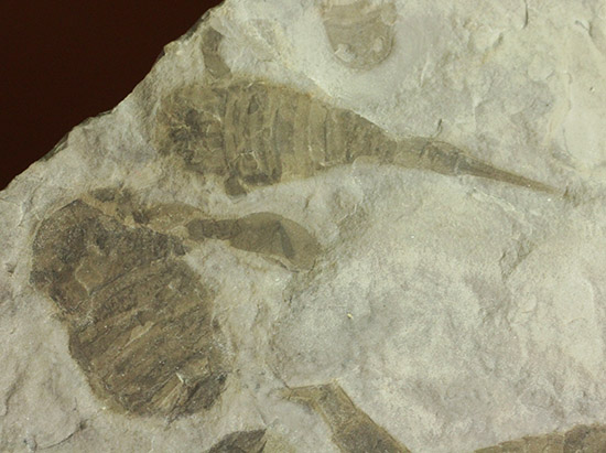 なんと１０体以上！古生代デボン紀を代表するウミサソリ、ユーリプテルスの群生化石。（その16）