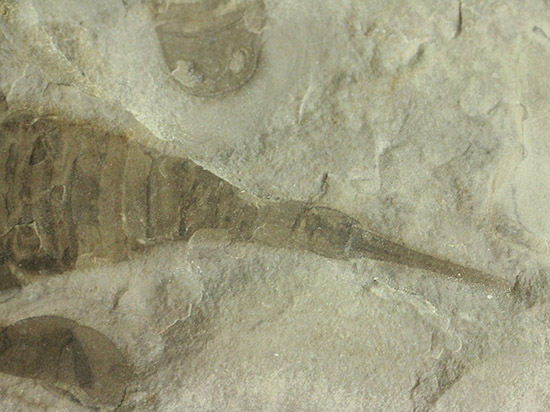 なんと１０体以上！古生代デボン紀を代表するウミサソリ、ユーリプテルスの群生化石。（その17）