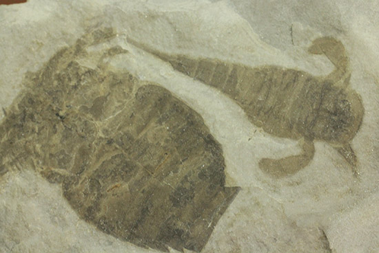 なんと１０体以上！古生代デボン紀を代表するウミサソリ、ユーリプテルスの群生化石。（その18）