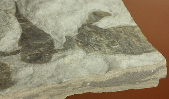 なんと１０体以上！古生代デボン紀を代表するウミサソリ、ユーリプテルスの群生化石。（その19）