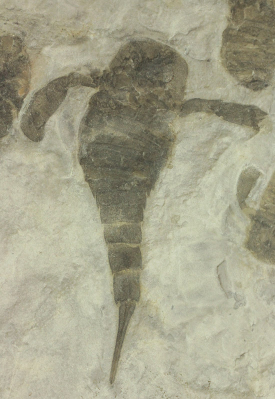 なんと１０体以上！古生代デボン紀を代表するウミサソリ、ユーリプテルスの群生化石。（その2）