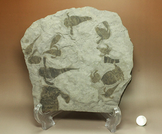 なんと１０体以上！古生代デボン紀を代表するウミサソリ、ユーリプテルスの群生化石。（その20）