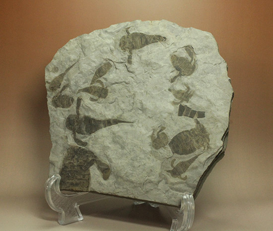 なんと１０体以上！古生代デボン紀を代表するウミサソリ、ユーリプテルスの群生化石。（その3）