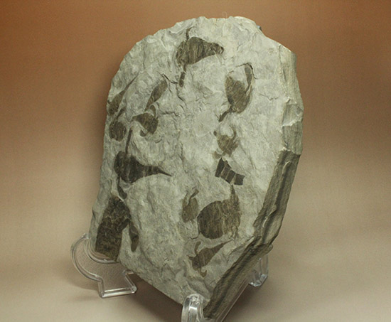 なんと１０体以上！古生代デボン紀を代表するウミサソリ、ユーリプテルスの群生化石。（その4）