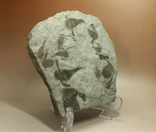 なんと１０体以上！古生代デボン紀を代表するウミサソリ、ユーリプテルスの群生化石。（その6）