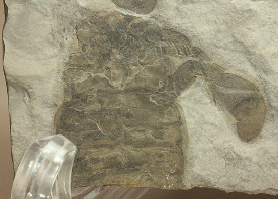 なんと１０体以上！古生代デボン紀を代表するウミサソリ、ユーリプテルスの群生化石。（その9）