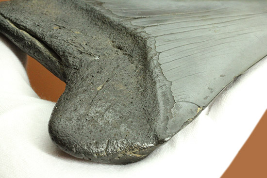デカい！１５ｃｍ級の巨大なメガロドンの歯化石。格安でご紹介。（その10）
