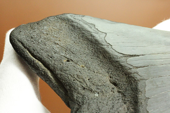 デカい！１５ｃｍ級の巨大なメガロドンの歯化石。格安でご紹介。（その11）
