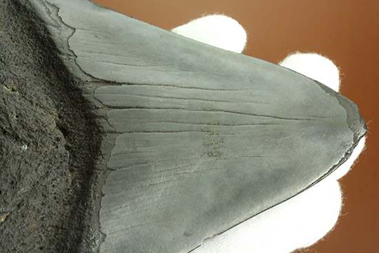 デカい！１５ｃｍ級の巨大なメガロドンの歯化石。格安でご紹介。（その12）