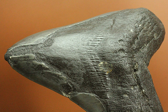 デカい！１５ｃｍ級の巨大なメガロドンの歯化石。格安でご紹介。（その13）
