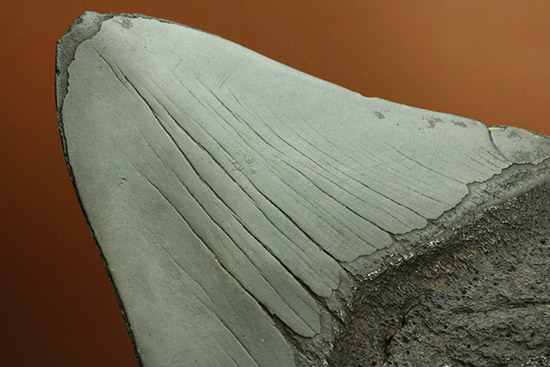 デカい！１５ｃｍ級の巨大なメガロドンの歯化石。格安でご紹介。（その14）