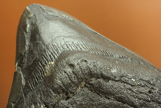 デカい！１５ｃｍ級の巨大なメガロドンの歯化石。格安でご紹介。（その16）