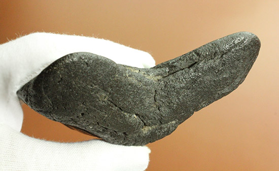 デカい！１５ｃｍ級の巨大なメガロドンの歯化石。格安でご紹介。（その17）