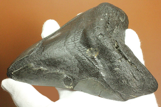 デカい！１５ｃｍ級の巨大なメガロドンの歯化石。格安でご紹介。（その19）