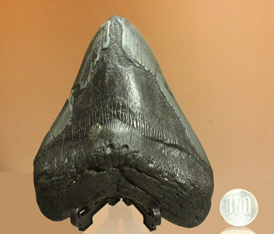 デカい！１５ｃｍ級の巨大なメガロドンの歯化石。格安でご紹介。（その20）