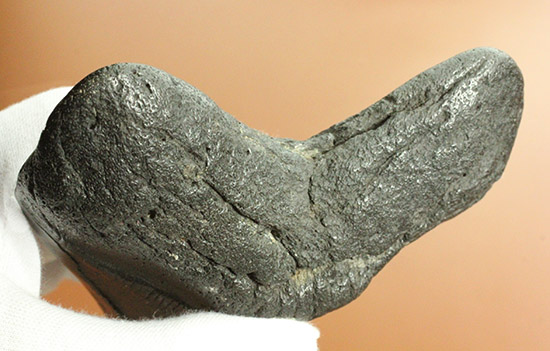デカい！１５ｃｍ級の巨大なメガロドンの歯化石。格安でご紹介。（その3）