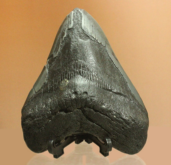 デカい！１５ｃｍ級の巨大なメガロドンの歯化石。格安でご紹介。（その4）