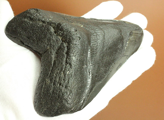 デカい！１５ｃｍ級の巨大なメガロドンの歯化石。格安でご紹介。