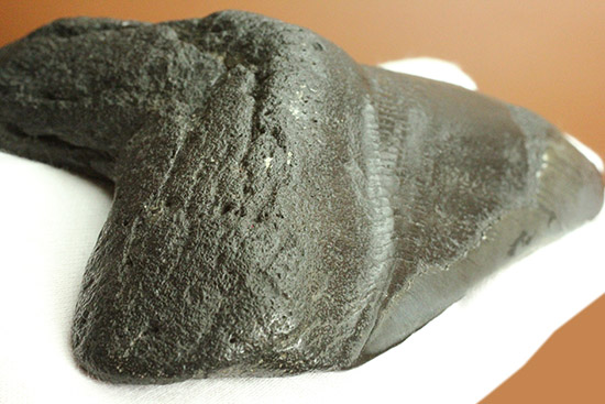 デカい！１５ｃｍ級の巨大なメガロドンの歯化石。格安でご紹介。（その6）