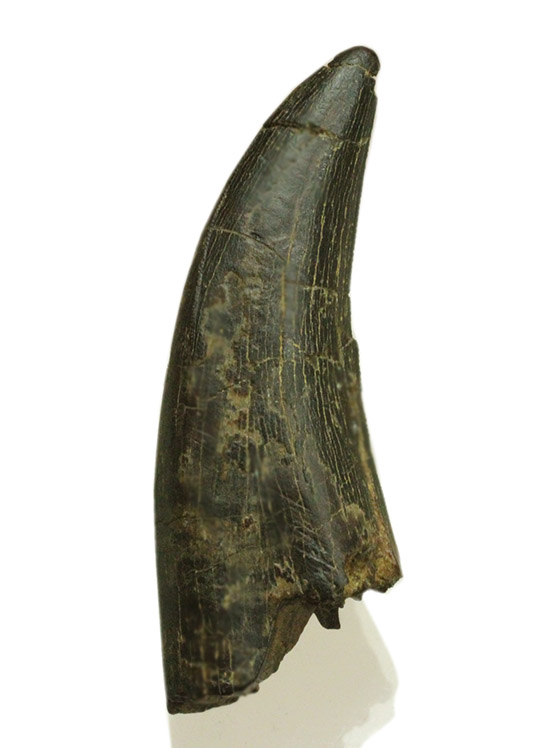 良形！幼体もしくは亜成体。ティラノサウルス・レックスの歯化石（その1）