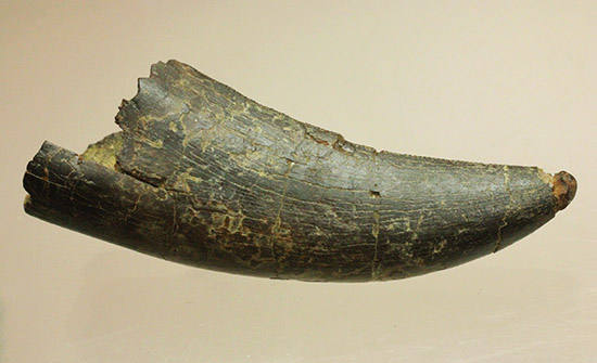 良形！幼体もしくは亜成体。ティラノサウルス・レックスの歯化石（その13）