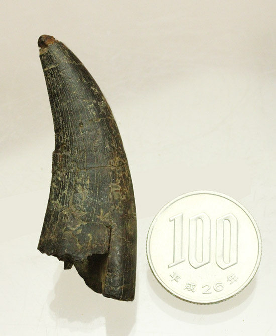良形！幼体もしくは亜成体。ティラノサウルス・レックスの歯化石（その16）