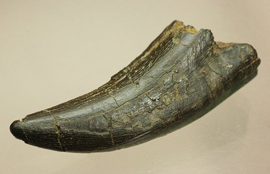 良形！幼体もしくは亜成体。ティラノサウルス・レックスの歯化石（その3）
