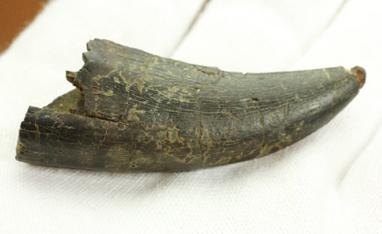 良形！幼体もしくは亜成体。ティラノサウルス・レックスの歯化石（その7）
