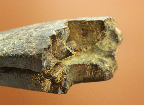 良形！幼体もしくは亜成体。ティラノサウルス・レックスの歯化石（その8）