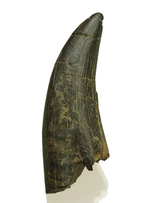 良形！幼体もしくは亜成体。ティラノサウルス・レックスの歯化石