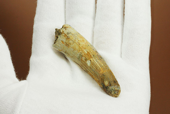 ナチュラルな６センチ級標本。棘トカゲ、肉食恐竜スピノサウルスの歯化石(Spinosaurus)（その3）