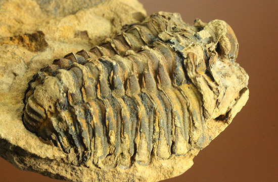 産状が見事！カリメネ三葉虫のノジュール標本。 三葉虫 販売